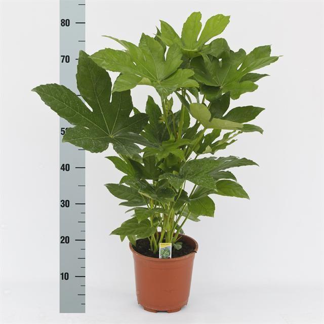 Fatsia Japonica – Pflegeleichte Zimmerpflanze Ø17cm, 70cm hoch