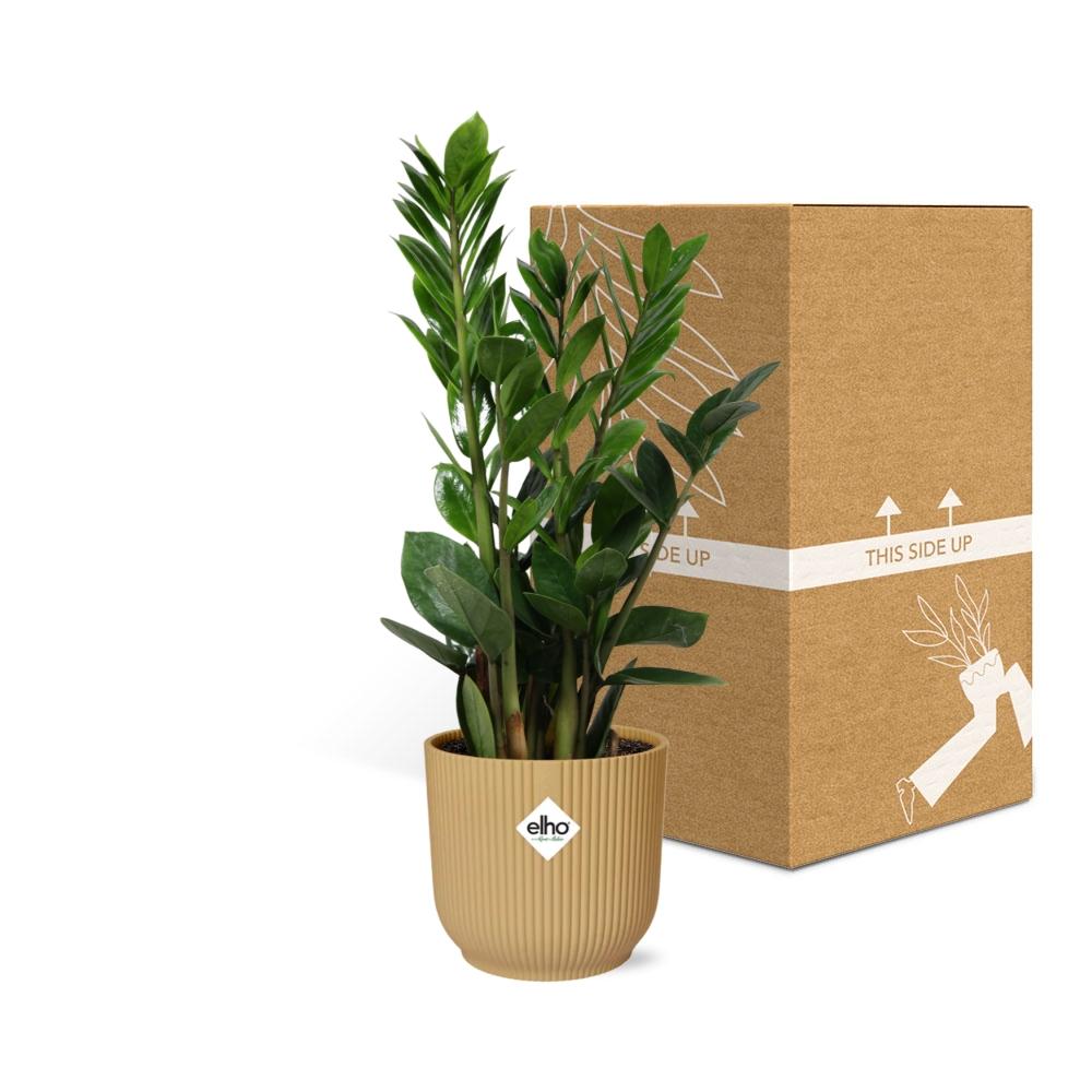 Zamioculcas (ZZ-Pflanze) in ELHO Vibes Fold Topf 14cm Gelb, 45-50 cm