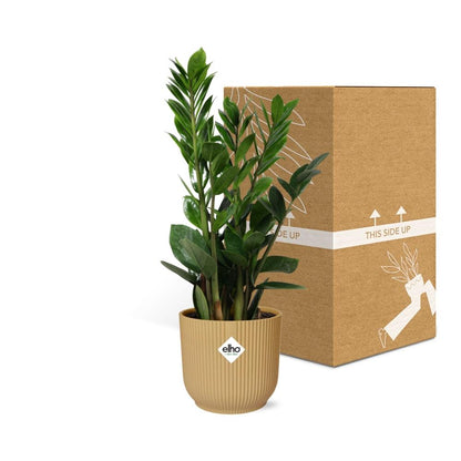 Zamioculcas (ZZ-Pflanze) in ELHO Vibes Fold Topf 14cm Gelb, 45-50 cm