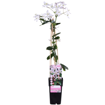 Immergrüne Clematis 'Apple Blossom' – Rosa Blütenpracht Ø15cm