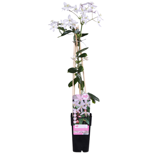Immergrüne Clematis 'Apple Blossom' – Rosa Blütenpracht Ø15cm