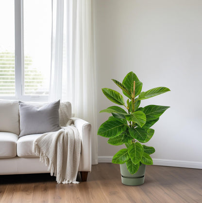 Ficus Altissima – Pflegeleichter Feigenbaum Ø21cm, 95cm hoch