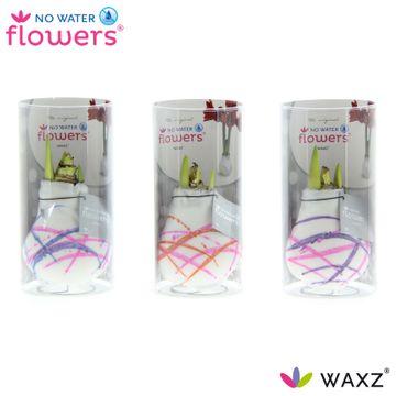 No Water Flowers Waxz Art Karel Appel – 3er Set Ø7 cm