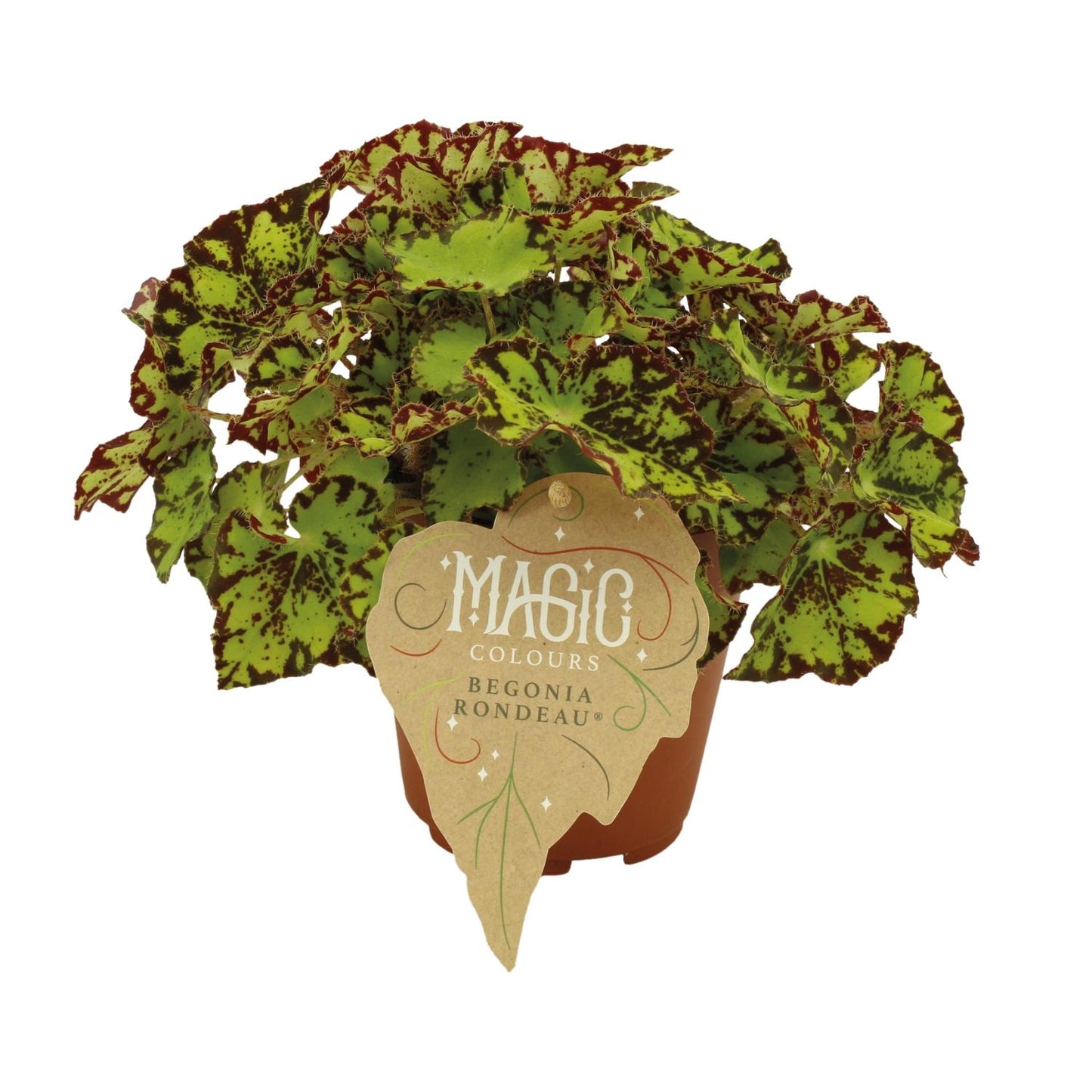 Begonia Rex Rondeau – Bunte, pflegeleichte Zimmerpflanze Ø12 cm