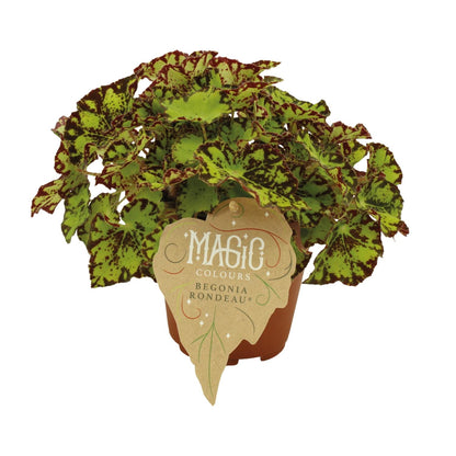 Begonia Rex Rondeau – Bunte, pflegeleichte Zimmerpflanze Ø12 cm