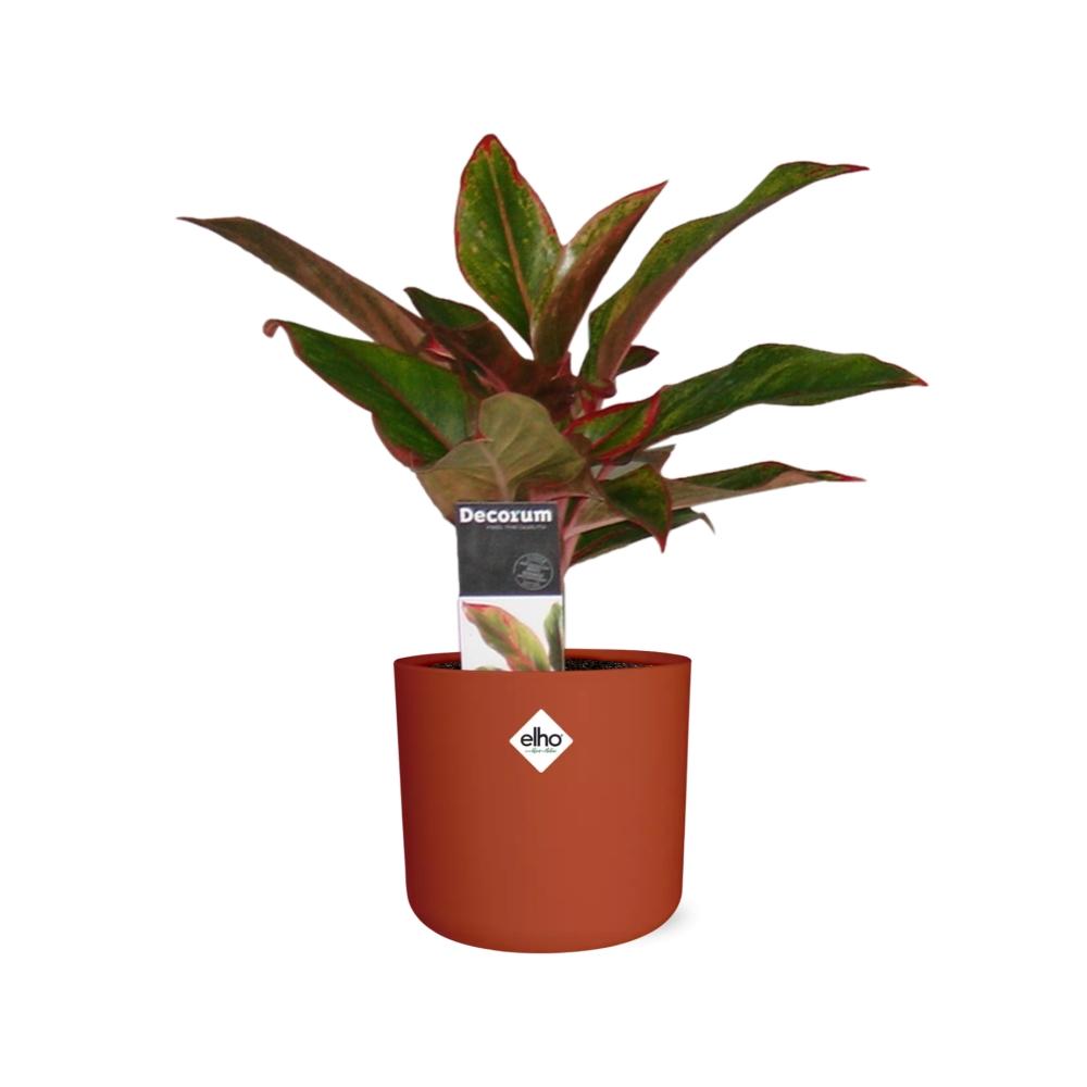 Aglaonema Crete – pflegeleichte luftreinigende Zimmerpflanze