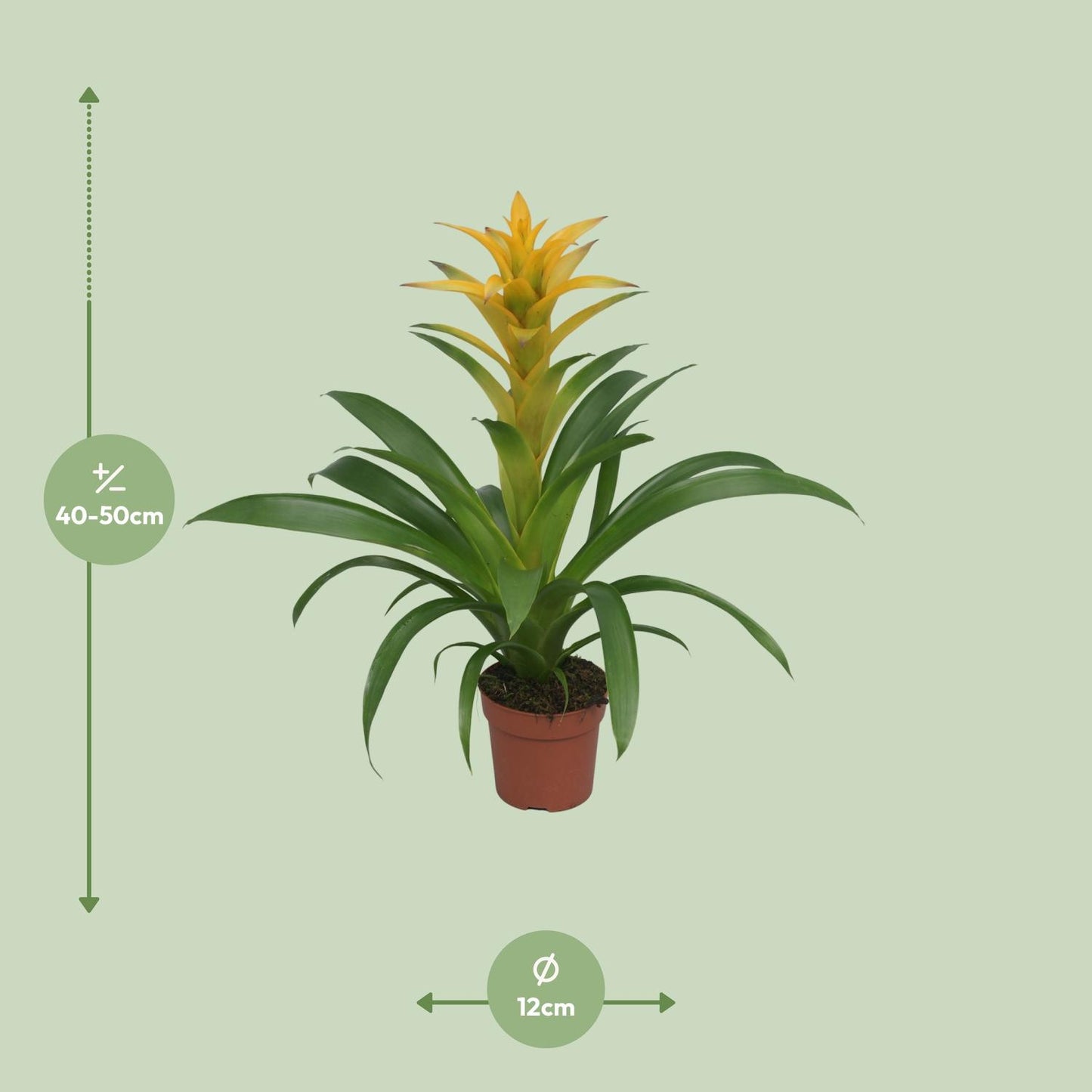 Guzmania Desire – Farbenfrohe tropische Zimmerpflanze Ø12 cm