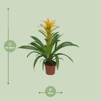 Guzmania Desire – Farbenfrohe tropische Zimmerpflanze Ø12 cm