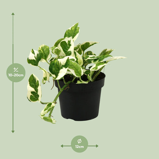 Scindapsus Epipremnum N'joy – pflegeleichte Zimmerpflanze Ø12cm