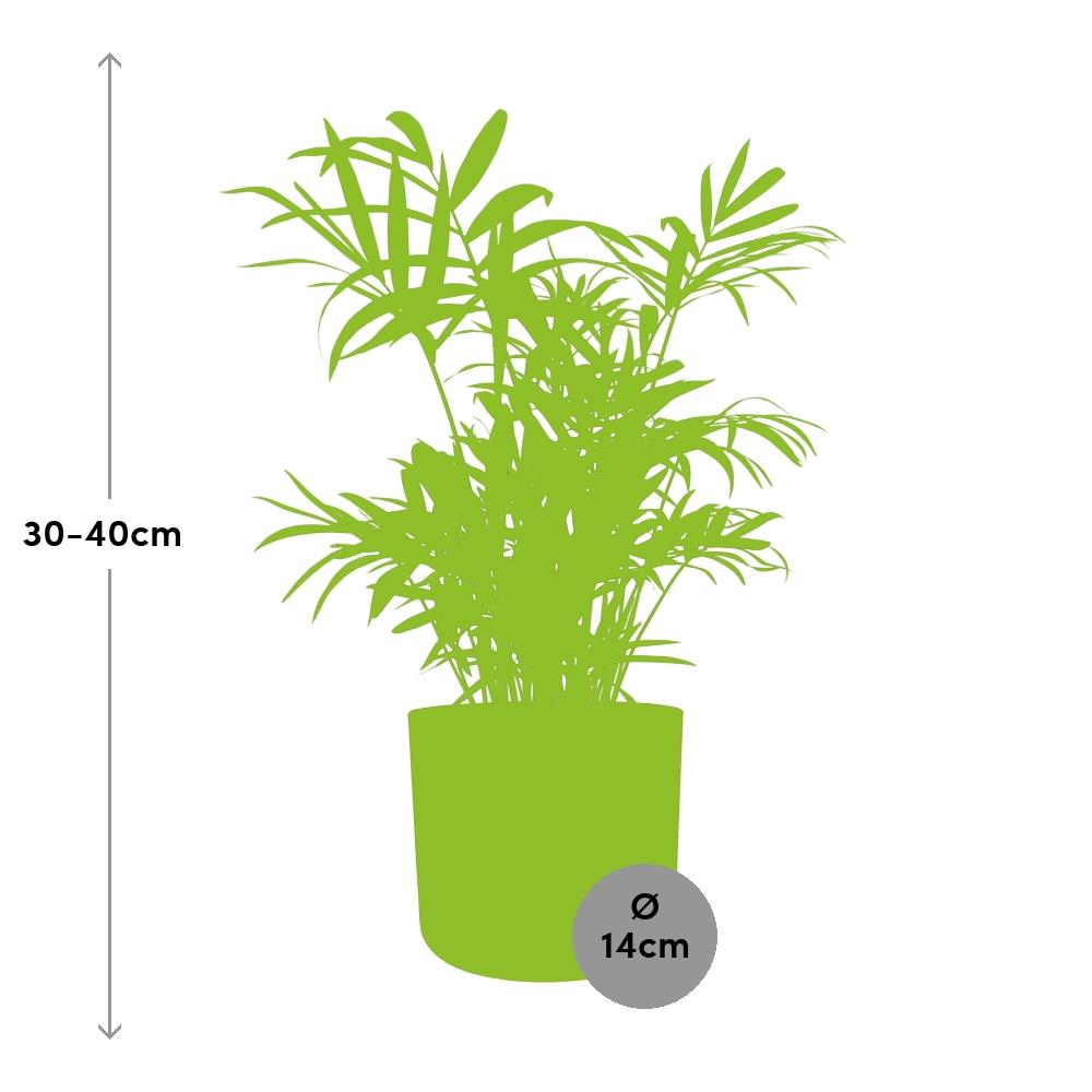Chamaedorea Zwergbergpalme in ELHO b.for soft Rond 14cm Brique