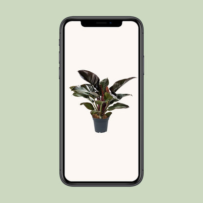 Philodendron Imperial Red – Pflegeleichte Zimmerpflanze Ø17cm
