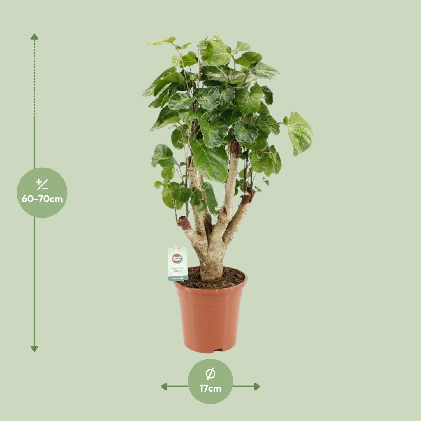 Aralie 'Lemon' – Pflegeleichte Zimmerpflanze Ø17cm