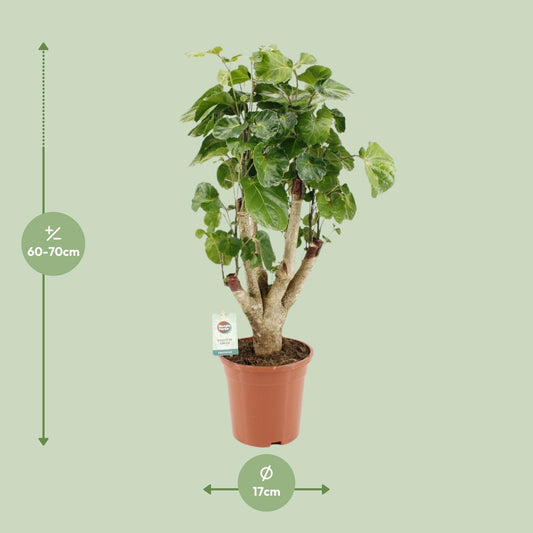 Aralie 'Lemon' – Pflegeleichte Zimmerpflanze Ø17cm