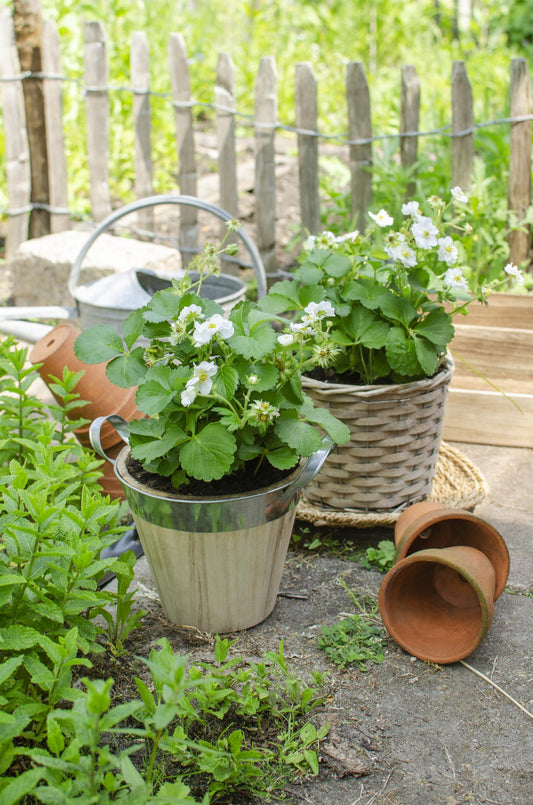 Bio-Erdbeerpflanze Fragaria x ananassa Ø13cm