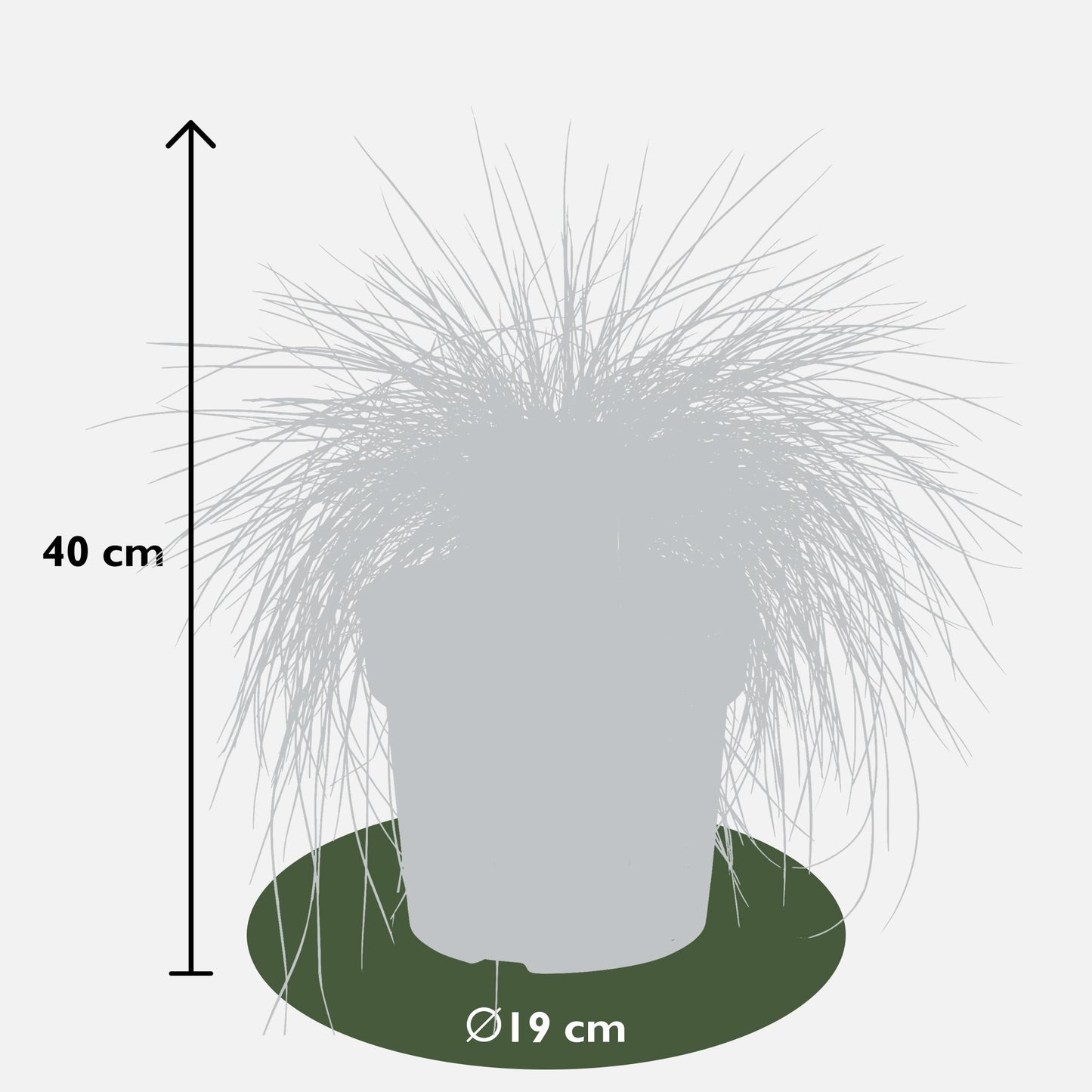 Festuca glauca Azura Blue – Silberblaues Ziergras Ø19cm