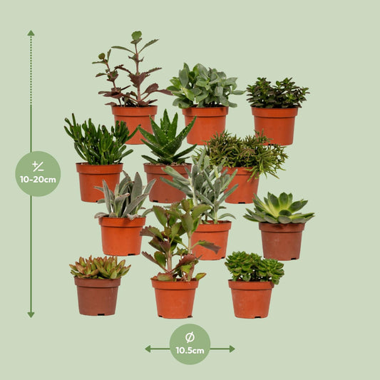 Sukkulenten Mix Echeveria Ø10,5 cm – Pflegeleicht & Elegant