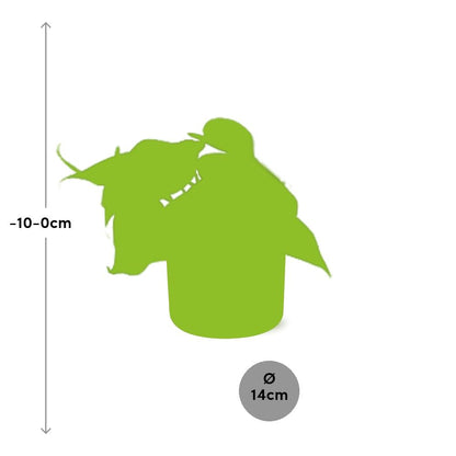 Philodendron Scandens in ELHO b.for soft rond 14cm brique