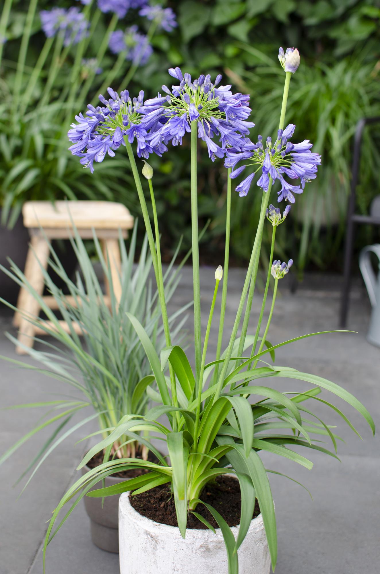 Agapanthus 'Ever Sapphire' – Tiefblaue Blüten, Ø19cm Topf