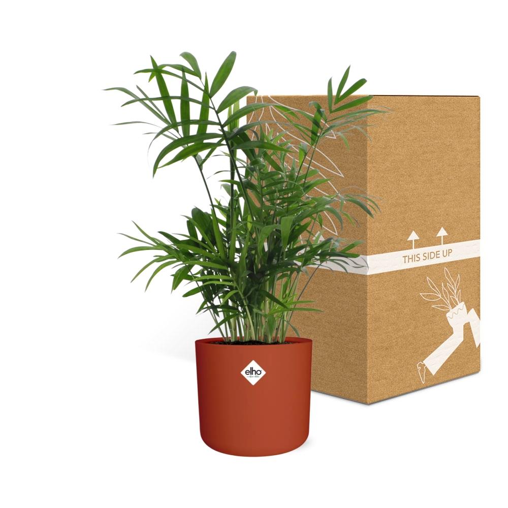 Chamaedorea Zwergbergpalme in ELHO b.for soft Rond 14cm Brique