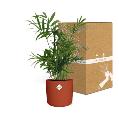 Chamaedorea Zwergbergpalme in ELHO b.for soft Rond 14cm Brique