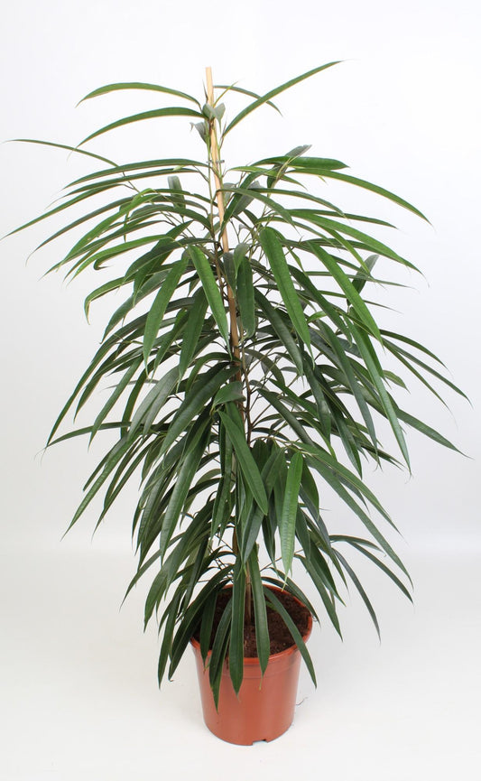 Ficus Binnendijkii Alii – Pflegeleichte Zimmerpflanze Ø21cm