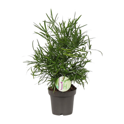 Asparagus Falcatus – pflegeleichte Zimmerpflanze Ø12cm