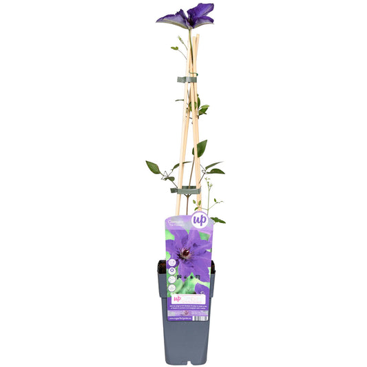 Clematis The President – Lila Kletterpflanze Ø15cm