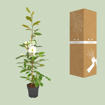 Michelia Fairy Magnolia Cream – Elfen-Magnolie 70 cm