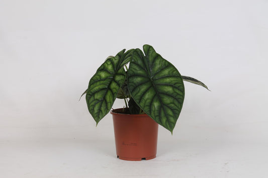 Alocasia Dragon Scale – Elegante, pflegeleichte Zimmerpflanze Ø17cm