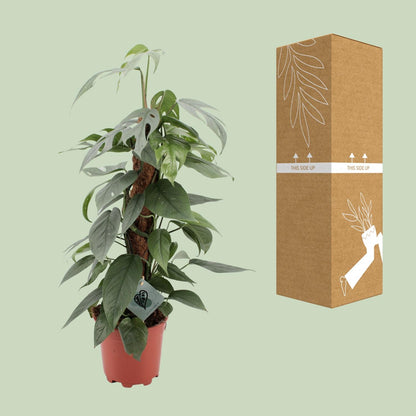 Epipremnum Pinnatum Cebu Blue – pflegeleichte Zimmerpflanze Ø17cm