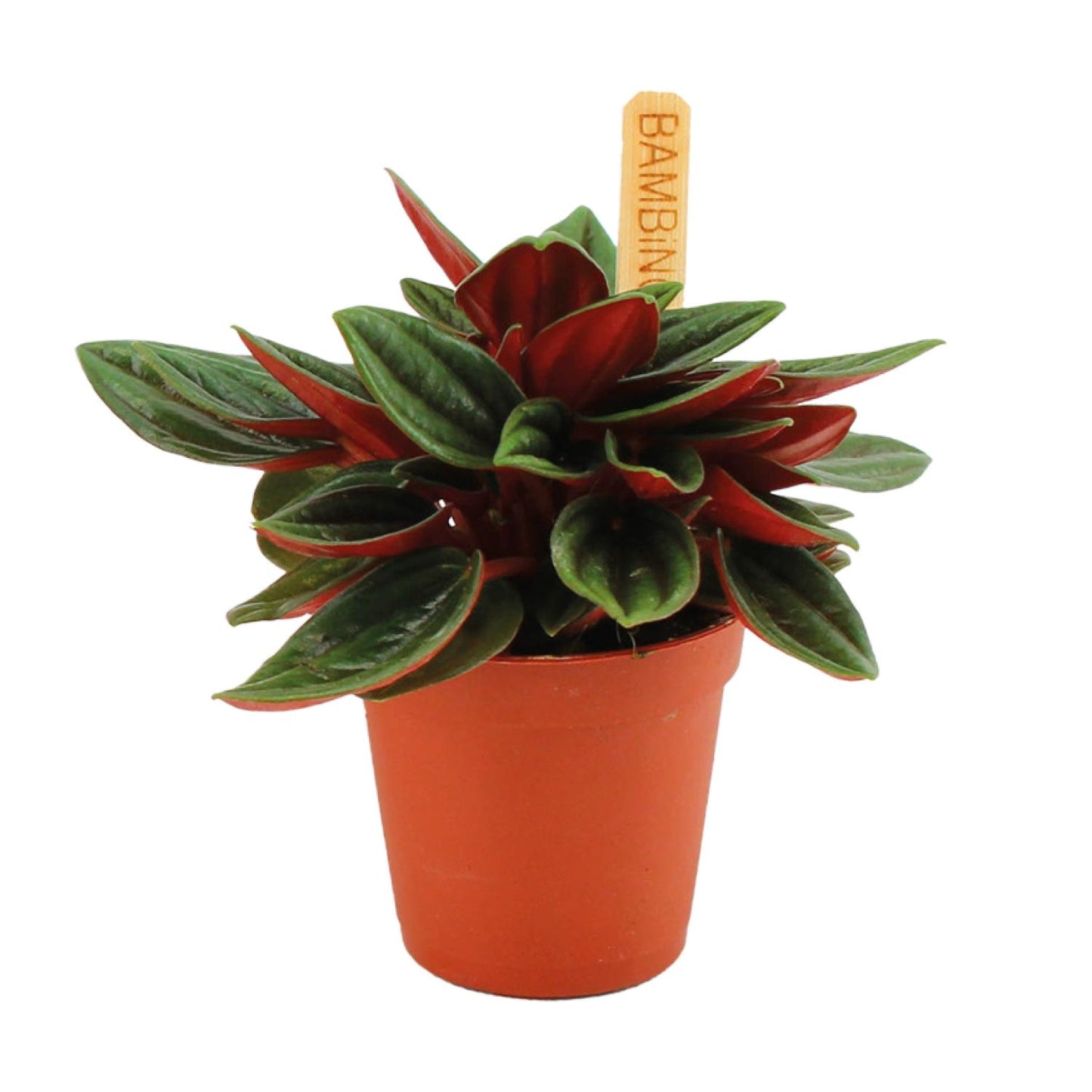 Peperomia Caperata Rosso – kompakte pflegeleichte Zimmerpflanze Ø6cm