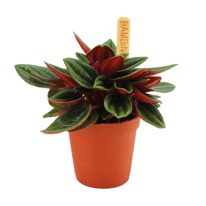 Peperomia Caperata Rosso – kompakte pflegeleichte Zimmerpflanze Ø6cm
