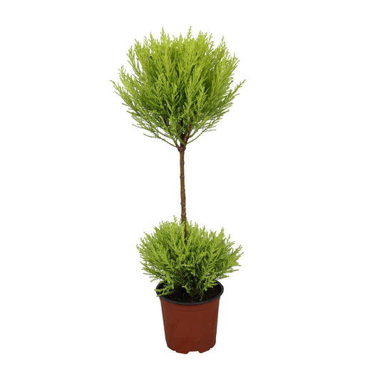 Cupressus Goldcrest Wilma – Kompakte Goldzypresse Ø14cm, 60cm hoch