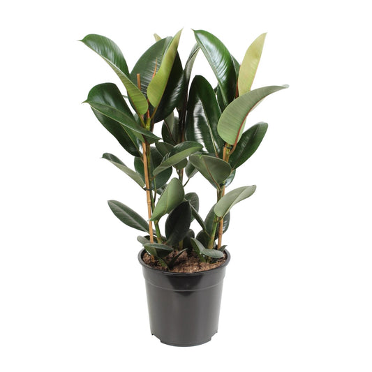 Ficus Elastica Robusta – Pflegeleichter Gummibaum Ø27cm