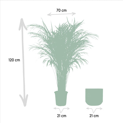 Areca-Palme mit Topf – 110 cm – Ø 21 cm