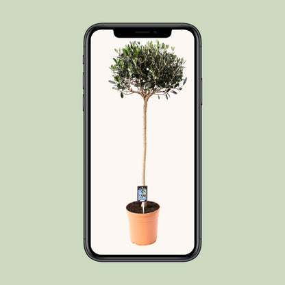 Gemeine Olive (Olea europaea) Ø19cm, ca. 80cm hoch