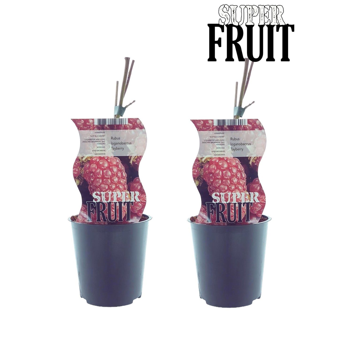 Rubus Tayberry (Taybes) – 2 Stück, Ø12 cm, ca. 30 cm hoch