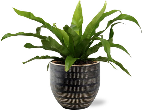 Asplenium Antiquum – Japanischer Nestfarn im schwarzen Beau Pot Ø14cm