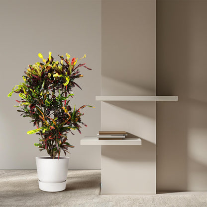 Codiaeum Mammi vertakt – Bunte, pflegeleichte Zimmerpflanze 120 cm
