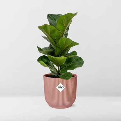 Ficus Lyrata ‘Bambino’ – Pflegeleichte Zimmerpflanze im ELHO Vibes Fold Topf