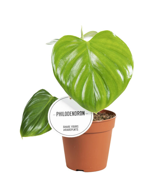 Philodendron Pittieri – Pflegeleichte Trendpflanze Ø12cm