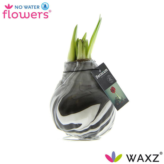 No Water Flowers Waxz® Artooz Earth Black – Pflegeleichte Wachsblume Ø15cm