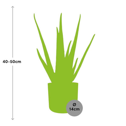 Aloe Vera 12 cm in ELHO b.for soft rond 14 cm brique