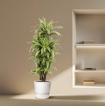 Dracaena Lemon Lime – 150 cm pflegeleichte Zimmerpflanze