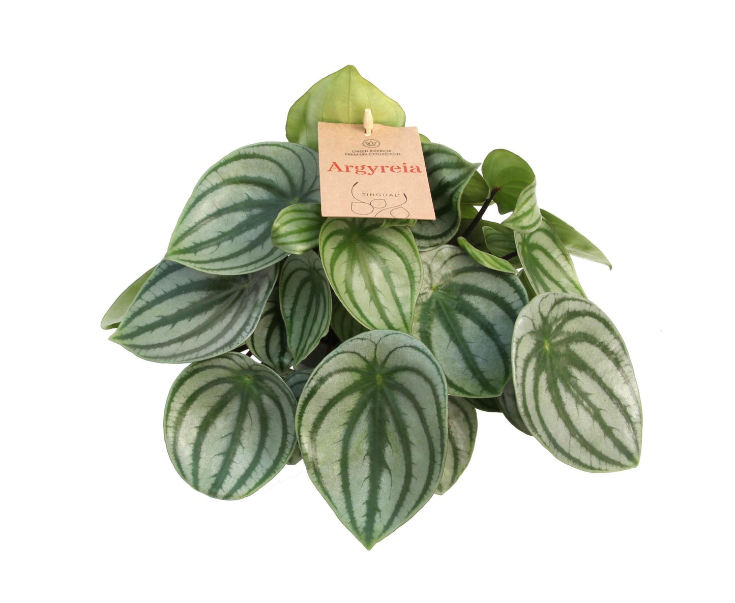 Peperomia Argyreia – Pflegeleichte Trendpflanze Ø14 cm