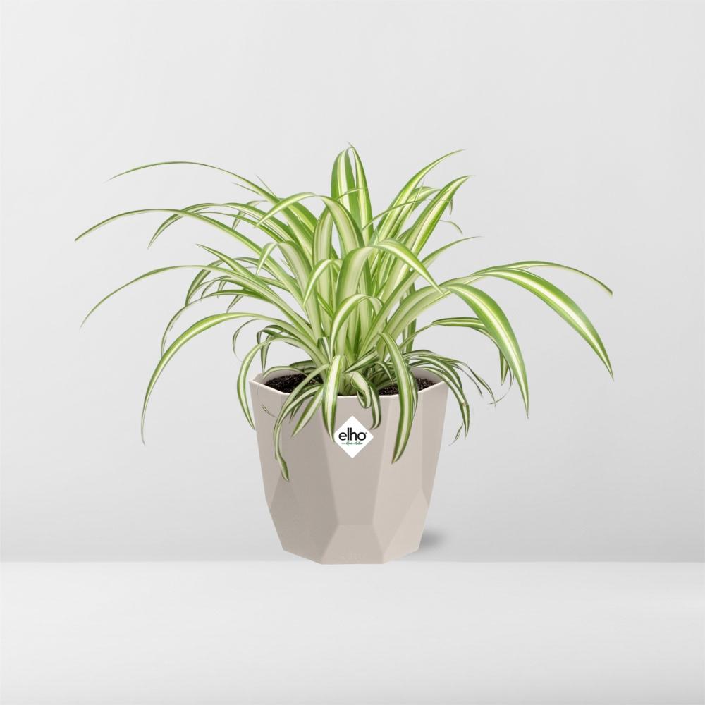 Chlorophytum Comosum Variegatum – Spinnenpflanze 14 cm Topf