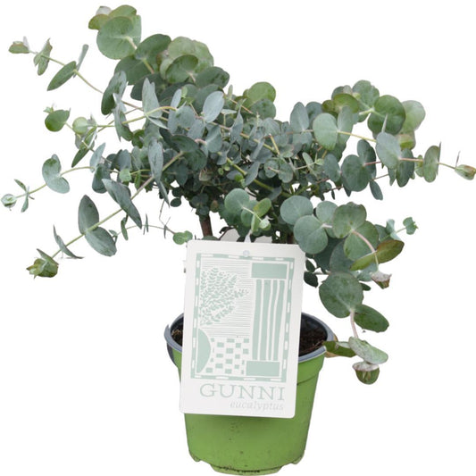 Eucalyptus Gunni – Pflegeleichte luftreinigende Zimmerpflanze Ø14cm