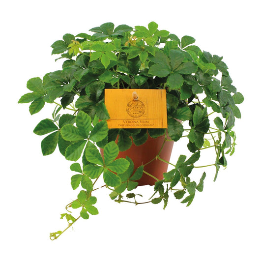 Parthenocissus Striata – Pflegeleichte Jungfernrebe Ø12cm