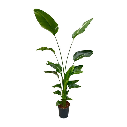 Strelitzia Nicolai – Weiße Paradiesvogel-Pflanze 170 cm