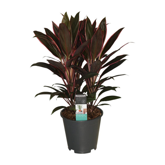 Cordyline Rumba – Exotische, pflegeleichte Zimmerpflanze Ø19cm